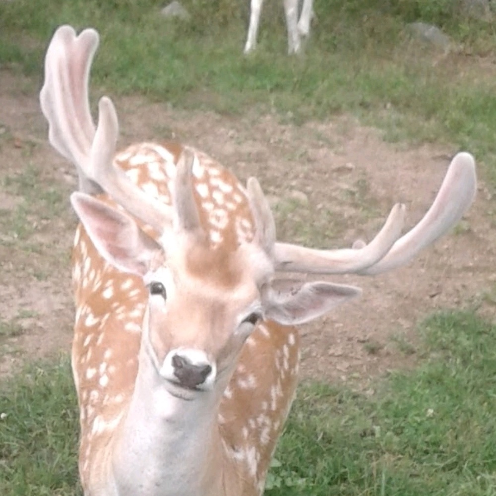 Meet your Posher, Mason